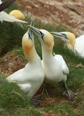 Northern Gannet (Morus bassanus)