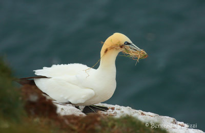 Northern Gannet (Morus bassanus)