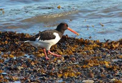 Eurasian oystercatcher (Haematopus ostralegus)