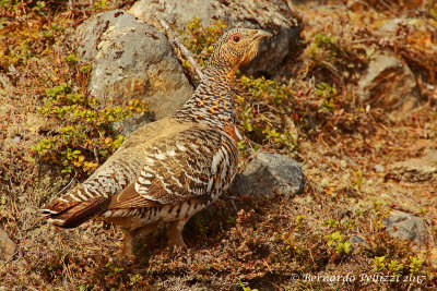 Capercaillie (Tetrao urogallus)