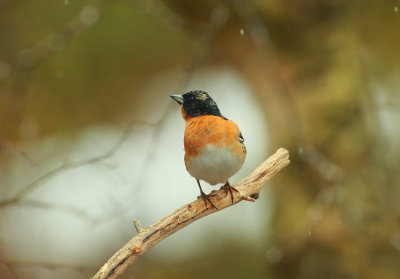 Brambling (Fringilla montifringilla)