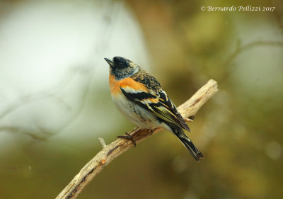 Brambling (Fringilla montifringilla)