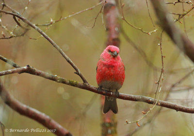 Pine Grosbeak (Pinicola enucleator)