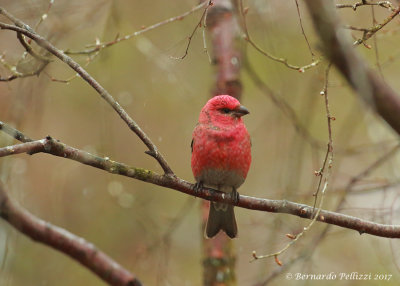 Pine Grosbeak (Pinicola enucleator)