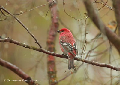 Pine Grosbeak (Pinicola enucleator)