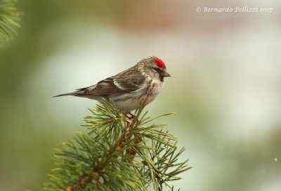 Arctic redpoll (Acanthis hornemanni)