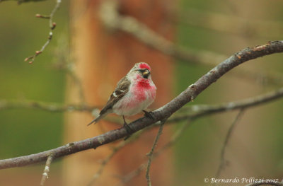 Arctic redpoll (Acanthis hornemanni)