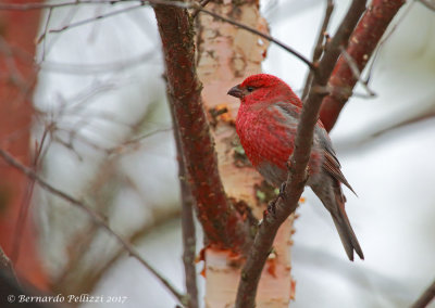 Pine Grosbeak (Pinicola enucleator)