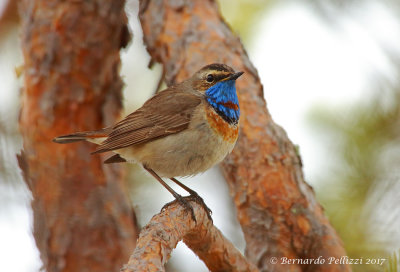 Bluethroat (Luscinia svecica ssp svecica)