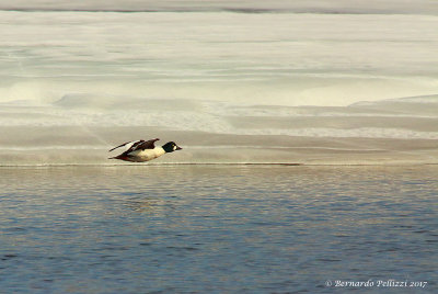 Common Goldeneye (Bucephala clangula)