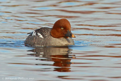 Common Goldeneye (Bucephala clangula)