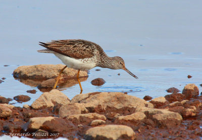 Common Greenshank (Tringa nebularia)