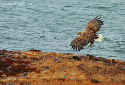 White tailed eagle