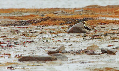 Golden Plover (Pluvialis fulva)