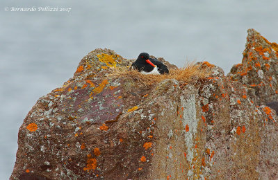 Eurasian Oystercatcher (Haematopus ostralegus)