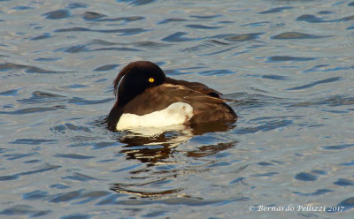 Tufted Duck (Aythya fuligula)