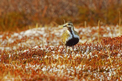 Golden Plover (Pluvialis fulva)