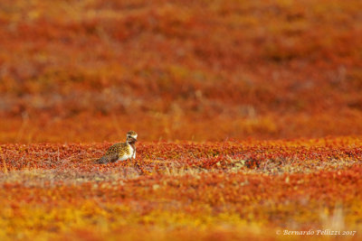 Golden Plover (Pluvialis fulva)