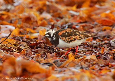 Ruddy Turnstone (Arenaria interpres)