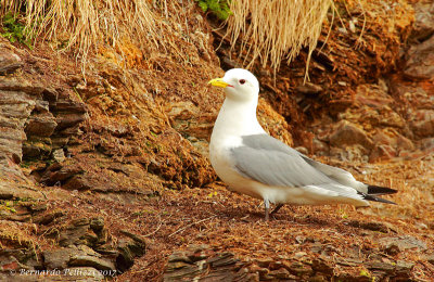 Kittiwake (Rissa tridactyla)