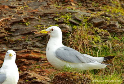 Kittiwake (Rissa tridactyla)