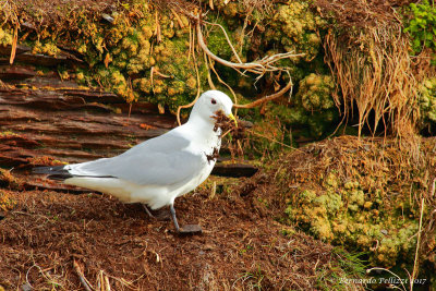 Kittiwake (Rissa tridactyla)