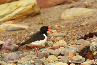 Eurasian Oystercatcher (Haematopus ostralegus)