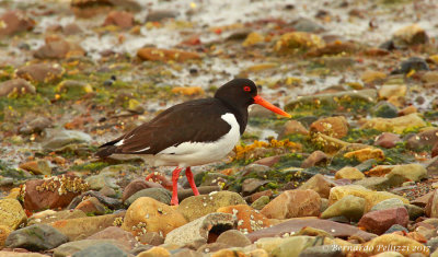 Eurasian Oystercatcher (Haematopus ostralegus)