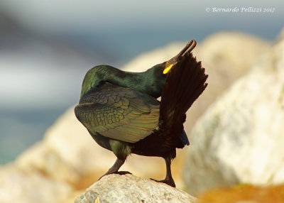 common shag (Phalacrocorax aristotelis) 