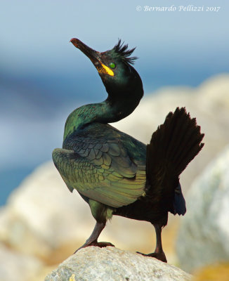 common shag (Phalacrocorax aristotelis) 