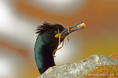 common shag (Phalacrocorax aristotelis) 