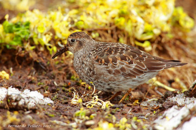 purple sandpiper (Calidris maritima)