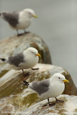 Kittiwake (Rissa tridactyla)