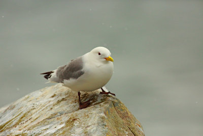 Kittiwake (Rissa tridactyla)