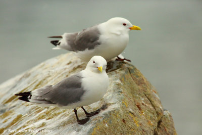 Kittiwake (Rissa tridactyla)