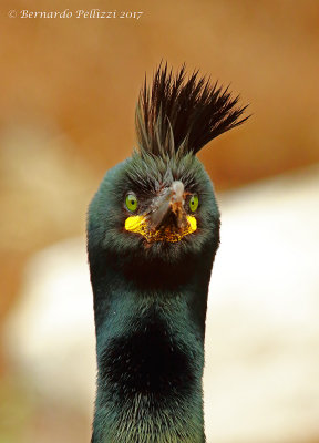 common shag (Phalacrocorax aristotelis) 