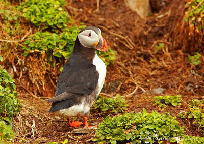 Atlantic Puffin (Fratercula arctica)