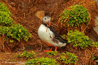 Atlantic Puffin (Fratercula arctica)