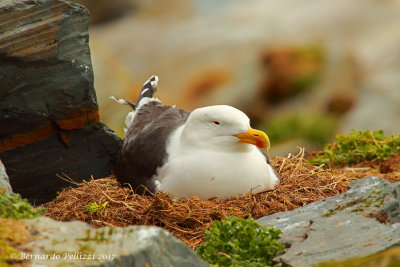 Great black-backed gull (Larus marinus)