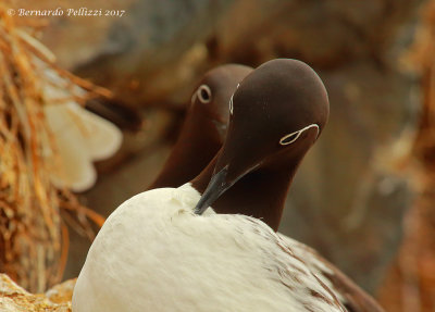 Common Guillemot (Uria aalge)