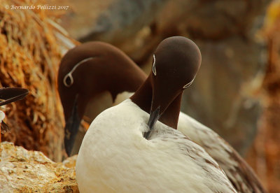 Common Guillemot (Uria aalge)