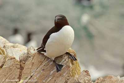 Razorbill (Alca torda)