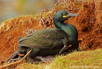 common shag (Phalacrocorax aristotelis) 