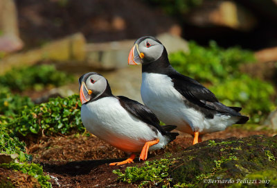 Atlantic Puffin (Fratercula arctica)