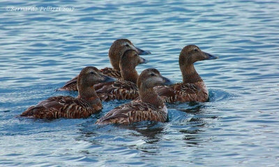 Common Eider (Somateria mollissima)