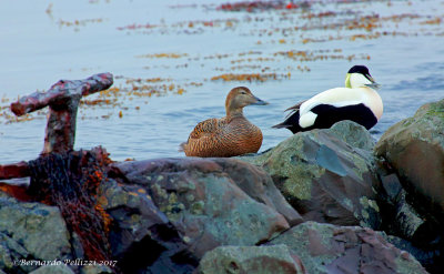 Common Eider (Somateria mollissima)