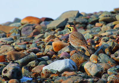 Horned Lark (Eremophila alpestris)