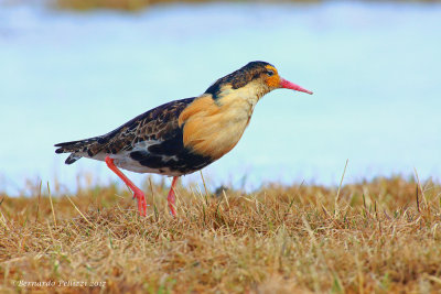 Ruff (Philomachus pugnax)