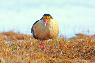 Ruff (Philomachus pugnax)