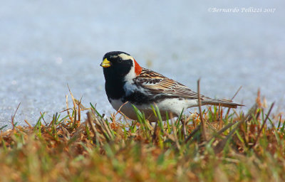 Lapland bunting (Calcarius lapponicus)